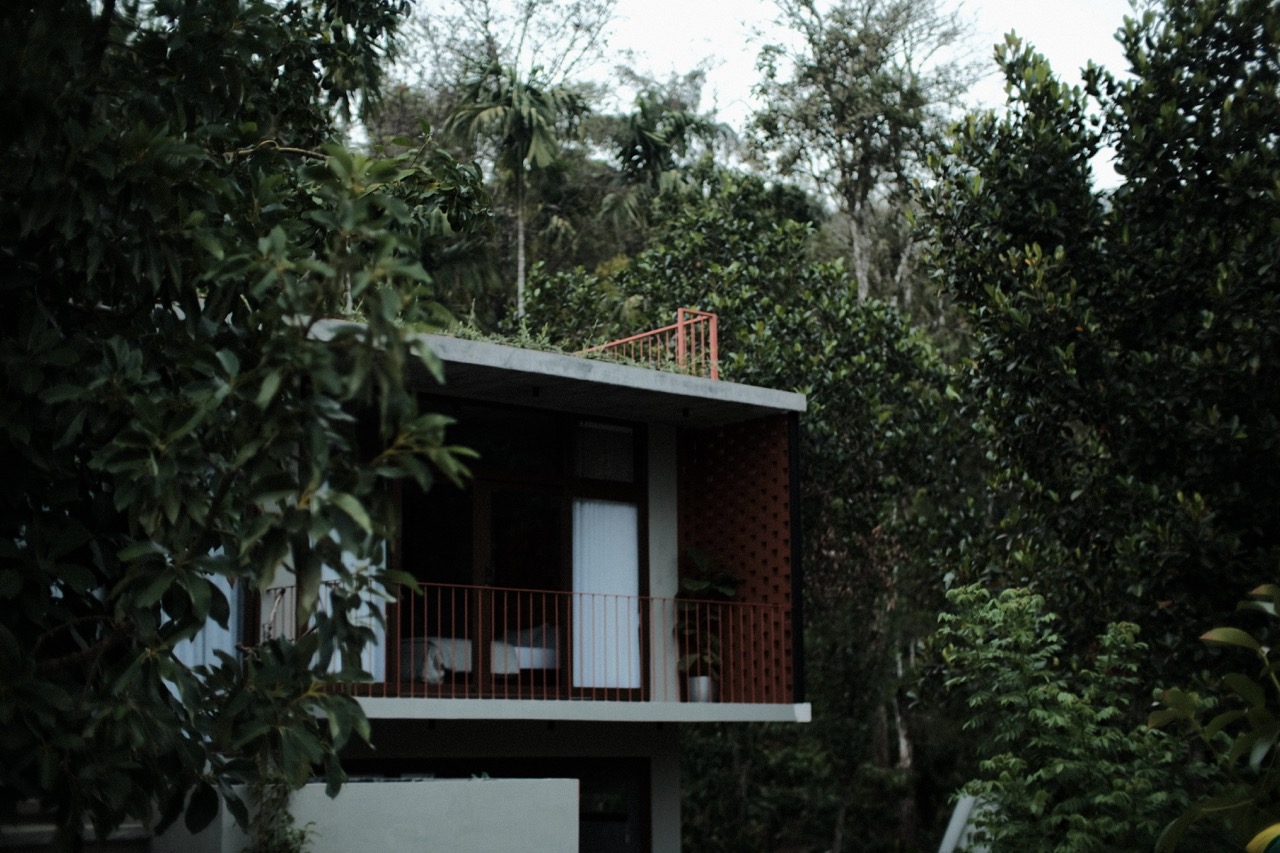 The house glimpsed through dense foliage, its roof planted green